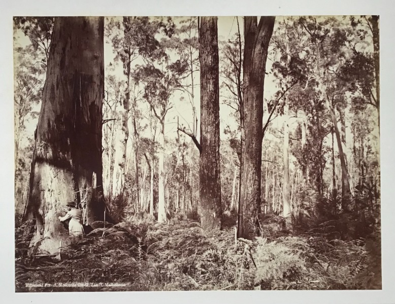 Product image Primeral forest. Mosquito Creek. Australie.