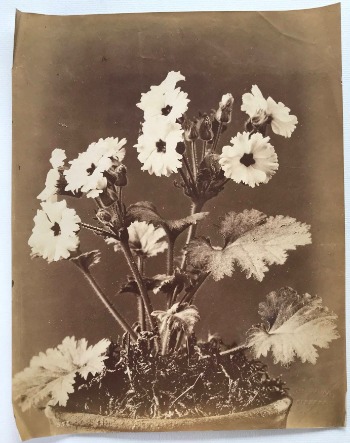 Illustration du produit