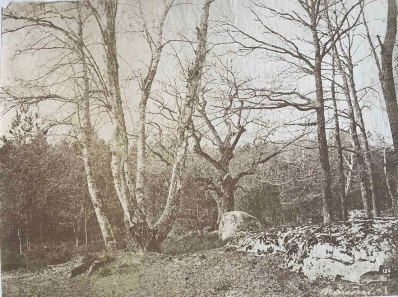 Product image Sous bois. Vers 1870