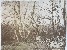 Product Sous bois. Vers 1870 thumbnail