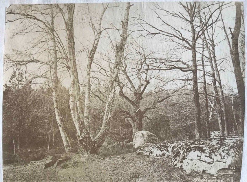 Product image Sous bois. Vers 1870